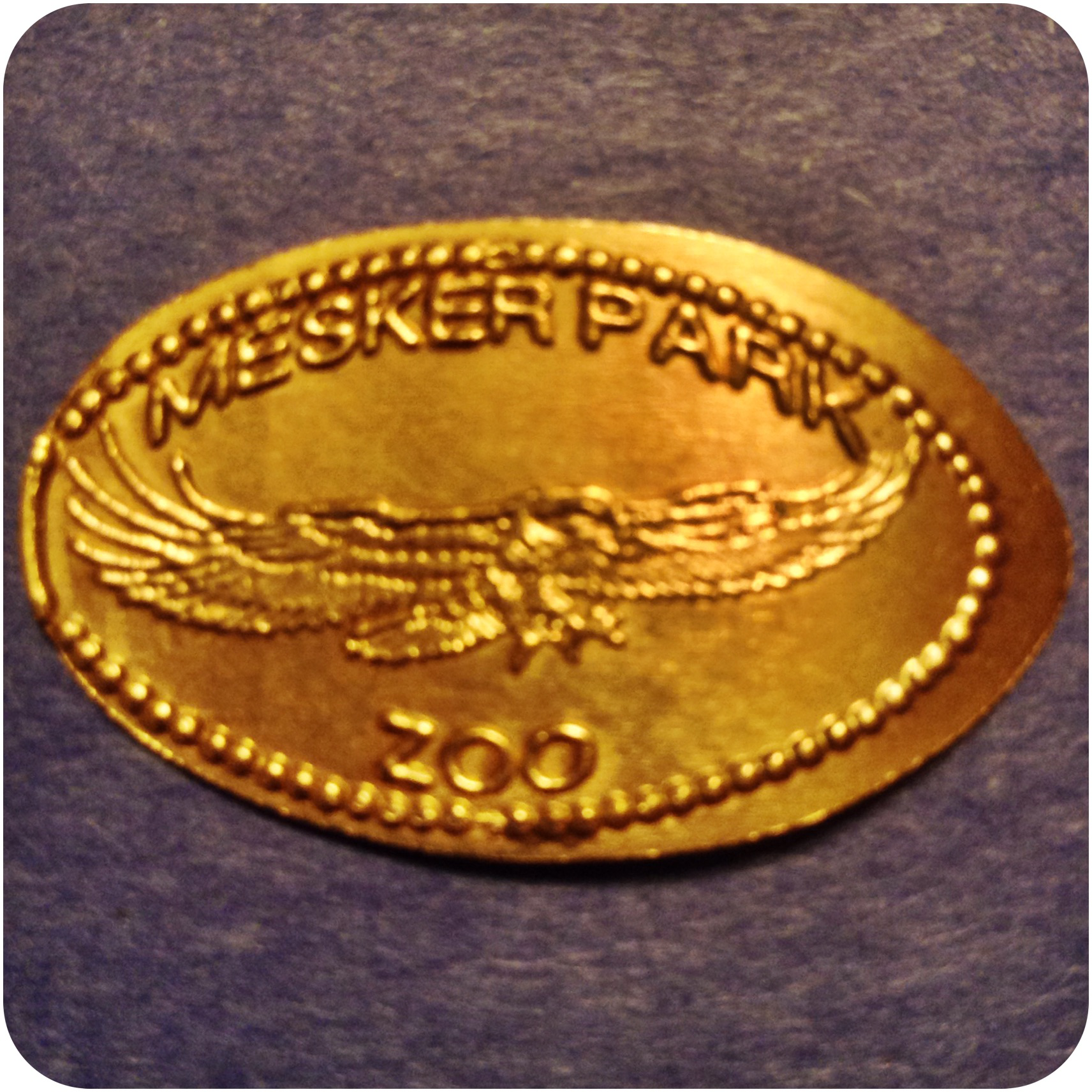 Flying Bald Eagle - Mesker Park Zoo & Botanic Garden, Evansville, Indiana Copper