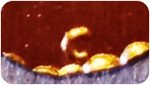 C initial - often used to denote a copy of an earlier elongated coin